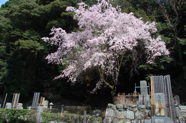20140409 015　谷崎潤一郎墓　法然院