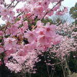 桜五分咲き
