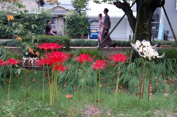ヒガンバナ　20140919 (13)紅白　哲学の道（浄土寺~西田橋）