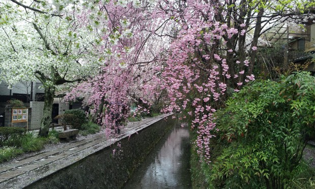 ①枝垂れ桜15.04.05 (6)