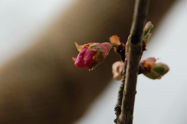 桜の つぼみ