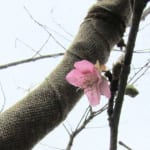 河津桜 開花しました。一輪だけど・・