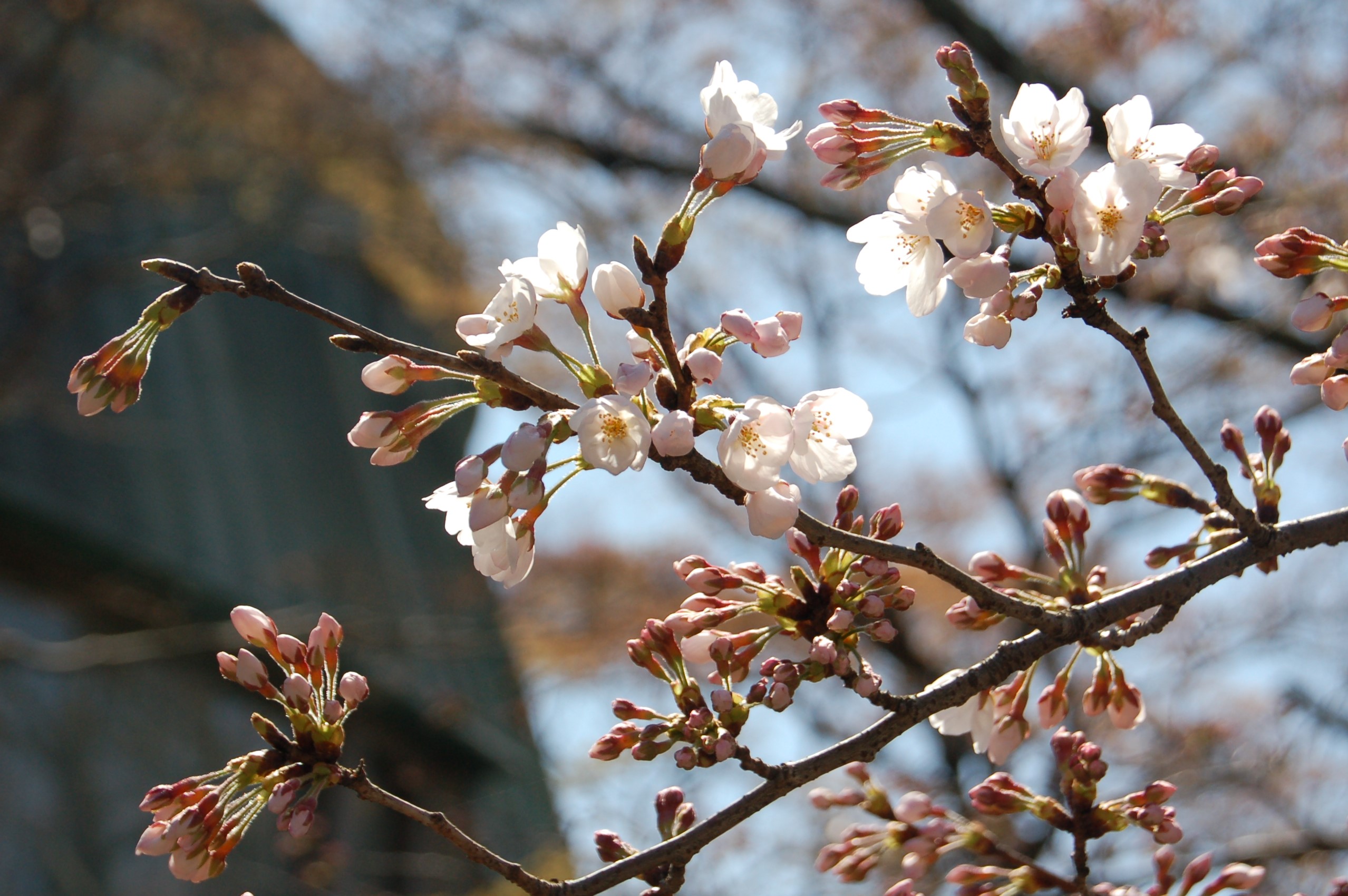 (A0033)パセ・ジェラルド「花咲く桜の木」 A0033)パセ・ジェラルド「花咲く桜の木」