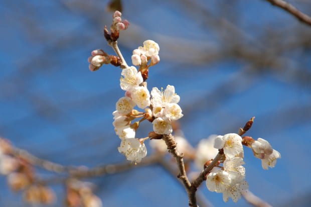 サクランボの花が咲きました 哲学の道保勝会