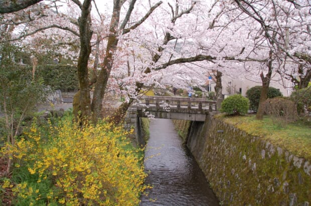 哲学の道 春の大掃除と第８回桜まつり のお知らせ 哲学の道保勝会