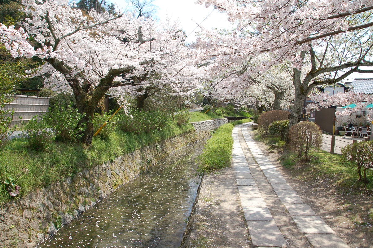 哲学の道 春の大掃除と第８回桜まつり のお知らせ 哲学の道保勝会